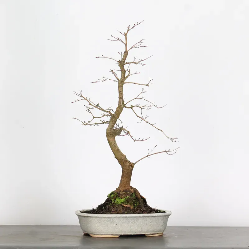 image supplémentaire - JAPANESE MAPLE "ACER...