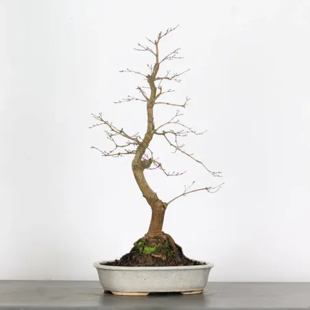 image supplémentaire - JAPANESE MAPLE "ACER...