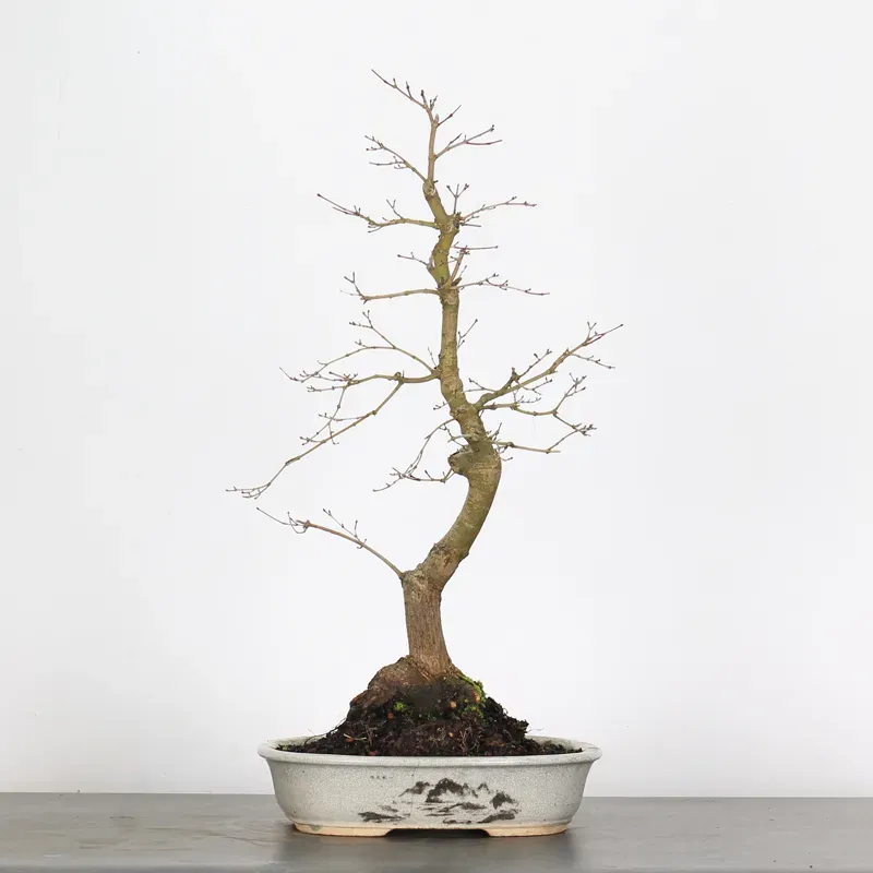 JAPANESE MAPLE "ACER DESHOJO" 2-3