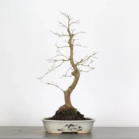 Bonsai Erable Palmatum Deshojo  AD-2-3