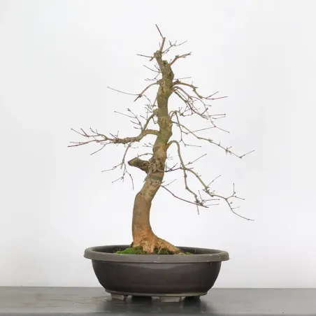 Japanese maple "acer deshojo" 2-8