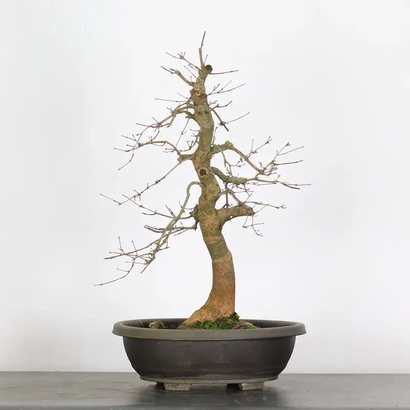 image supplémentaire - Japanese maple "acer...