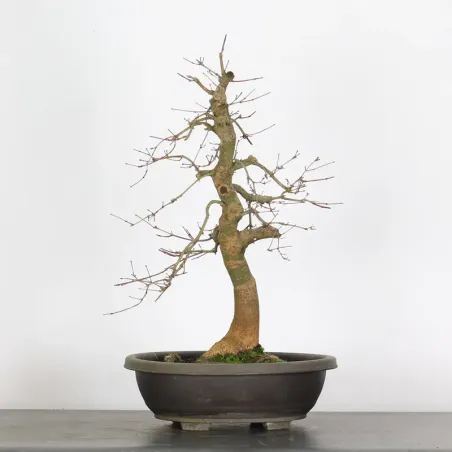 image supplémentaire - Japanese maple "acer...