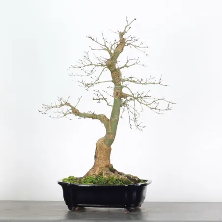 image supplémentaire - Japanese maple "acer...