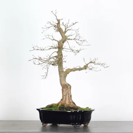 Japanese maple "acer deshojo" 2-13