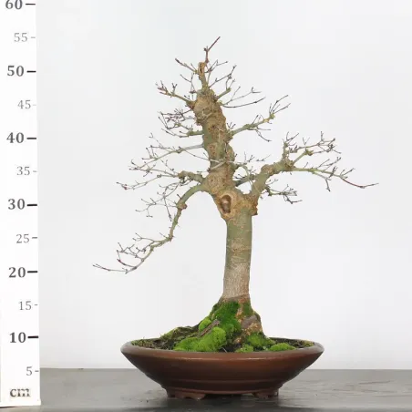 image supplémentaire - Japanese maple "acer...