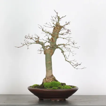 Japanese maple "acer deshojo" 3-1