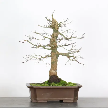 image supplémentaire - érable du japon "acer...