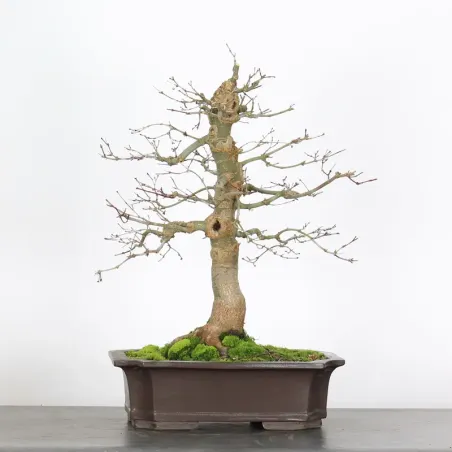 Japanese maple "acer deshojo" 3-3