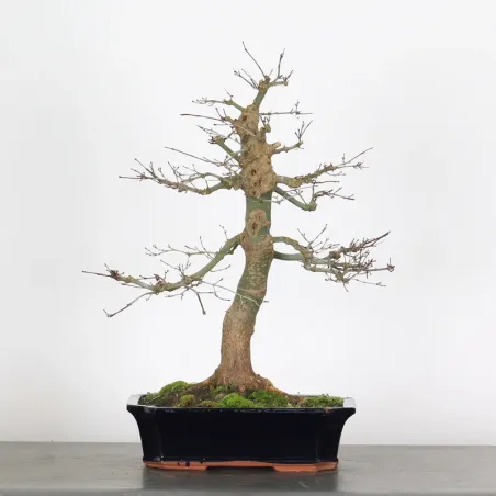 Bonsai Acer Deshojo AD-3-5
