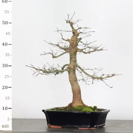 image supplémentaire - érable du japon "acer...