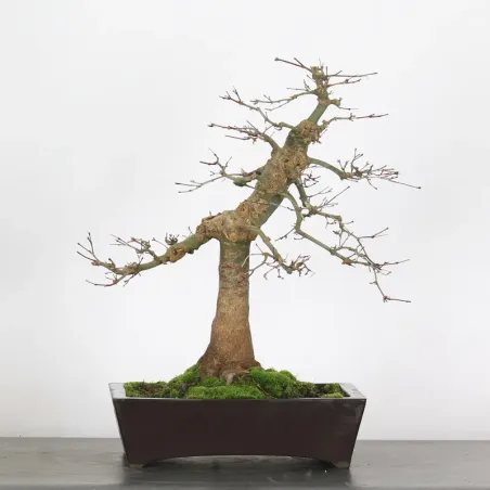 Japanese maple "acer deshojo" 3-7