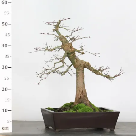 image supplémentaire - érable du japon "acer...