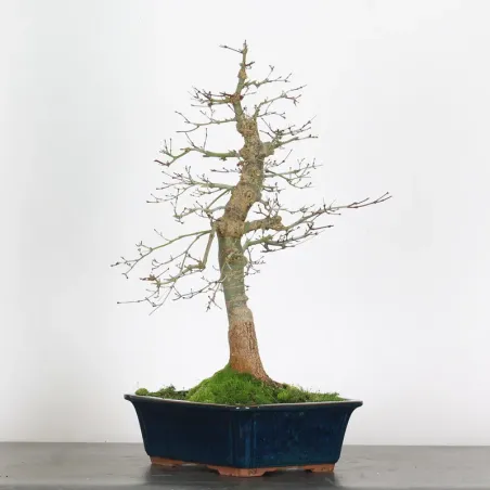 image supplémentaire - érable du japon "acer...