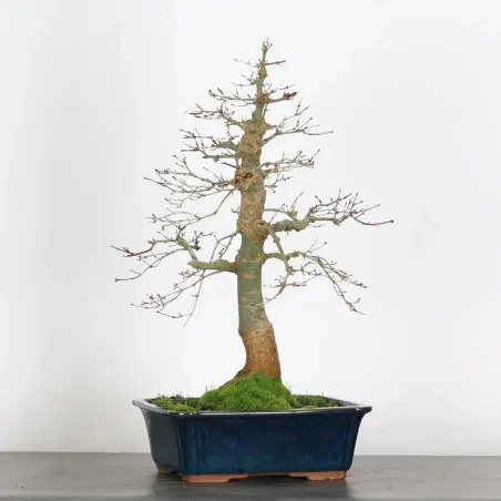 érable du japon "acer deshojo" 3-13