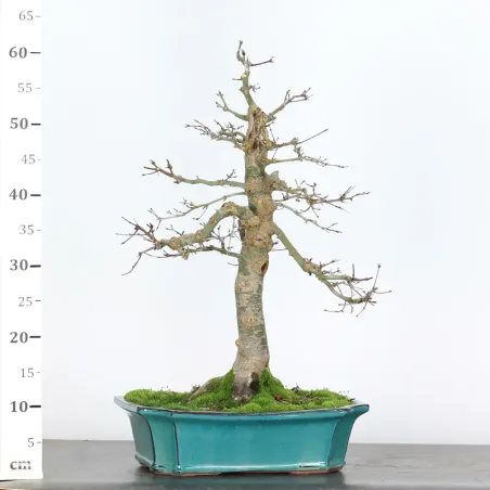 image supplémentaire - érable du japon "acer...