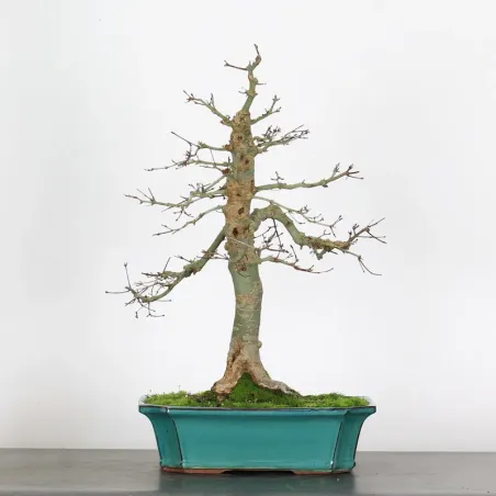 érable du japon "acer deshojo" 3-17