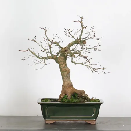 Japanese maple "acer deshojo" 4-1