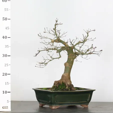 image supplémentaire - érable du japon "acer...