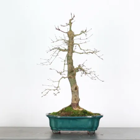 Japanese maple "acer deshojo" 4-3