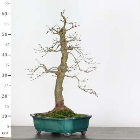 image supplémentaire - érable du japon "acer...