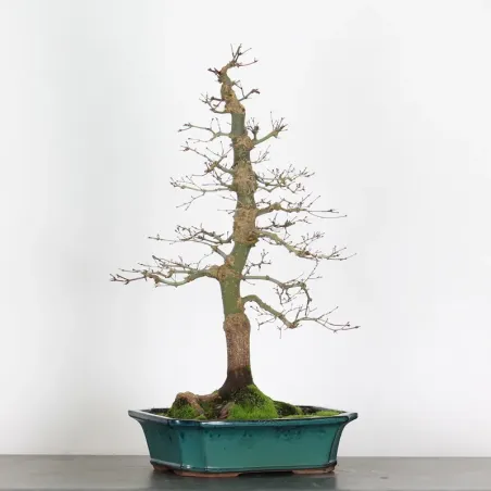 Japanese maple "acer deshojo" 4-5