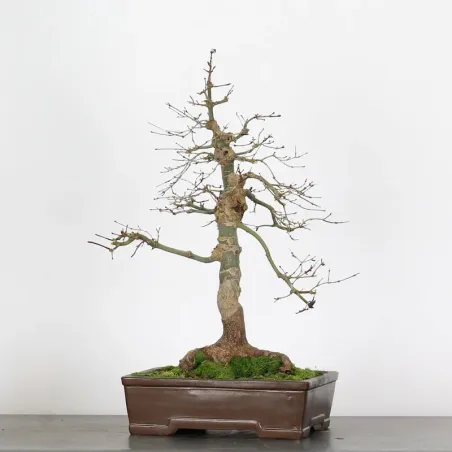 Japanese maple "acer deshojo" 4-8