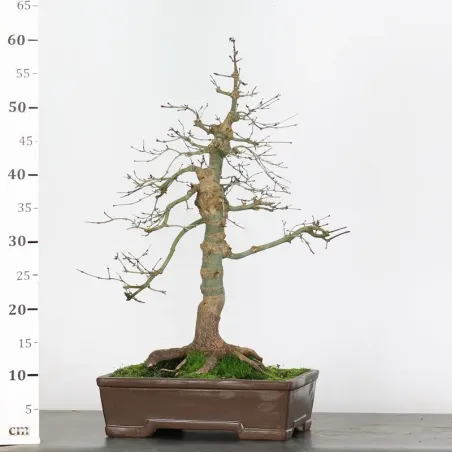 image supplémentaire - Japanese maple "acer...