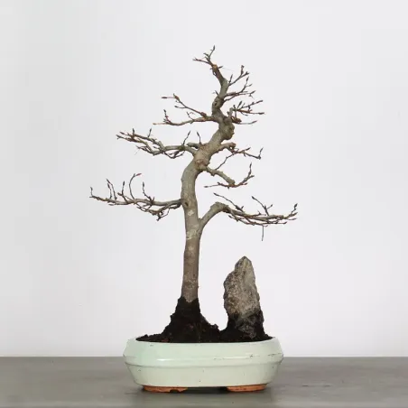 image supplémentaire - HORNBEAM "CARPINUS" WITH...