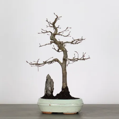 Bonsai Charms CH-1-1