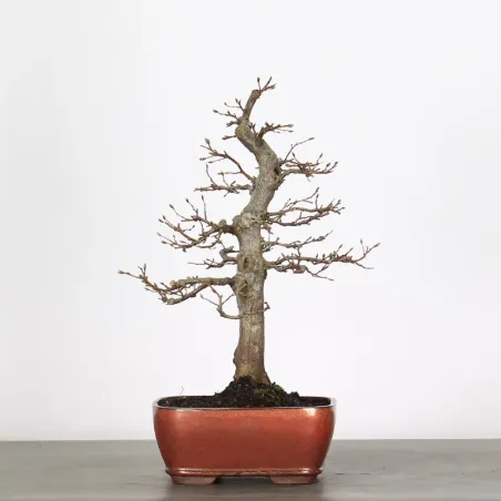 Bonsai Charmes CH-1-3