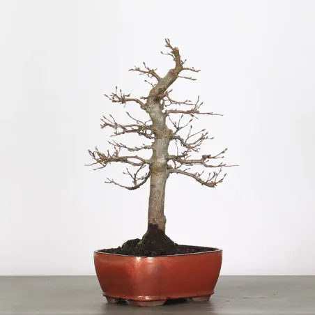 image supplémentaire - HORNBEAM "CARPINUS" 1-3