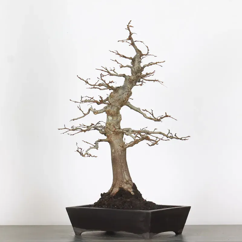 image supplémentaire - HORNBEAM "CARPINUS" 1-8