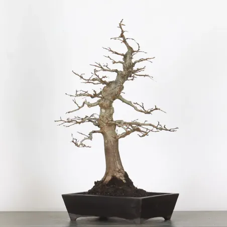 image supplémentaire - HORNBEAM "CARPINUS" 1-8