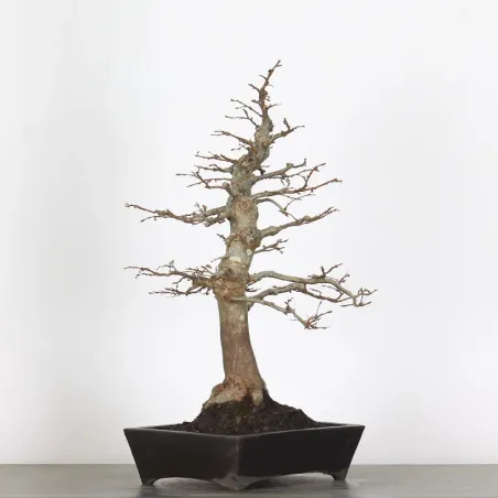 Bonsai Charms CH-1-8