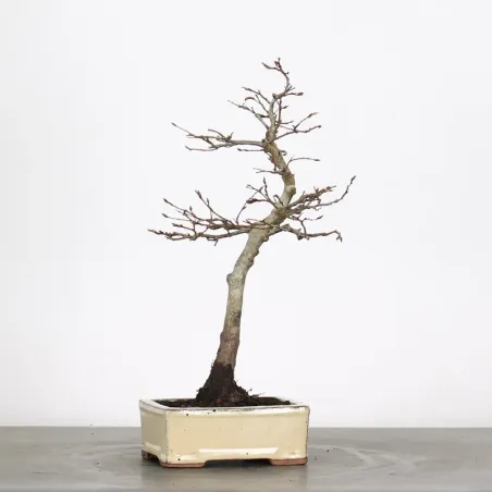 CHARME "Carpinus" 1-13