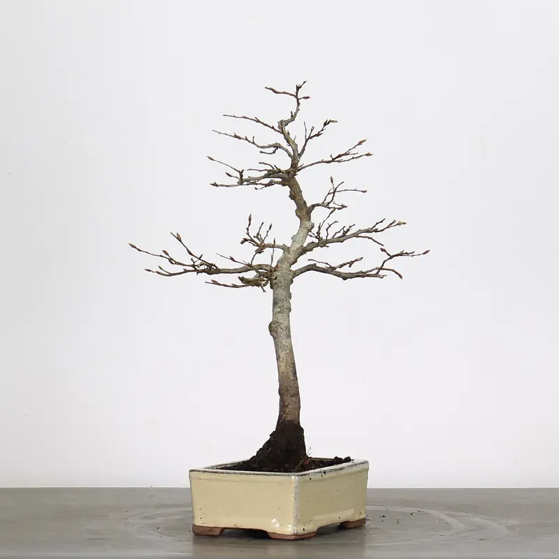 image supplémentaire - HORNBEAM "CARPINUS" 1-13