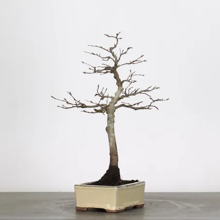 image supplémentaire - HORNBEAM "CARPINUS" 1-13