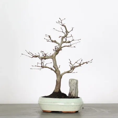 CHARME AVEC ROCHE "Carpinus" 1-14