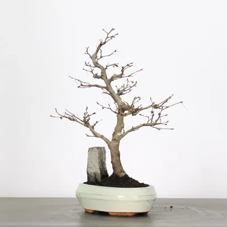 image supplémentaire - CHARME AVEC ROCHE...