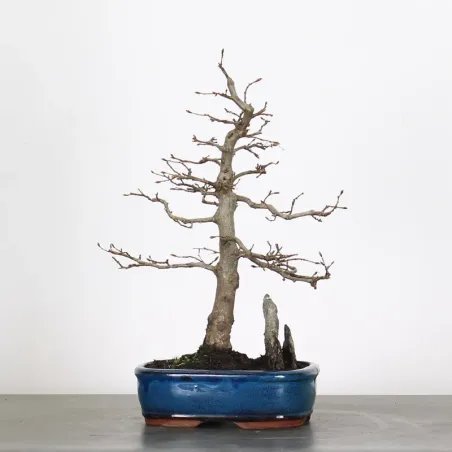 CHARME "Carpinus" AVEC ROCHE 1-20