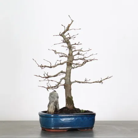 image supplémentaire - CHARME "Carpinus" AVEC...