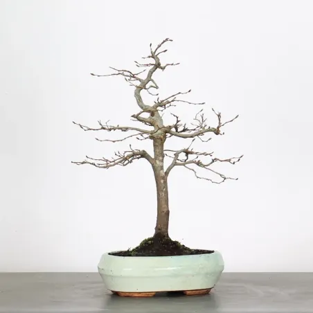 Bonsai Charms 2-1