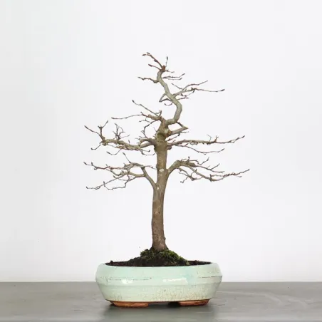 image supplémentaire - CHARME "Carpinus" 2-1