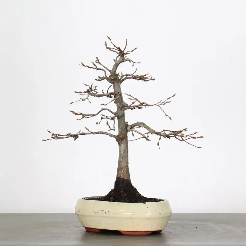 image supplémentaire - HORNBEAM "CARPINUS" 2-2