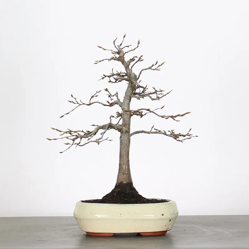 Bonsai Charms CH-2-2