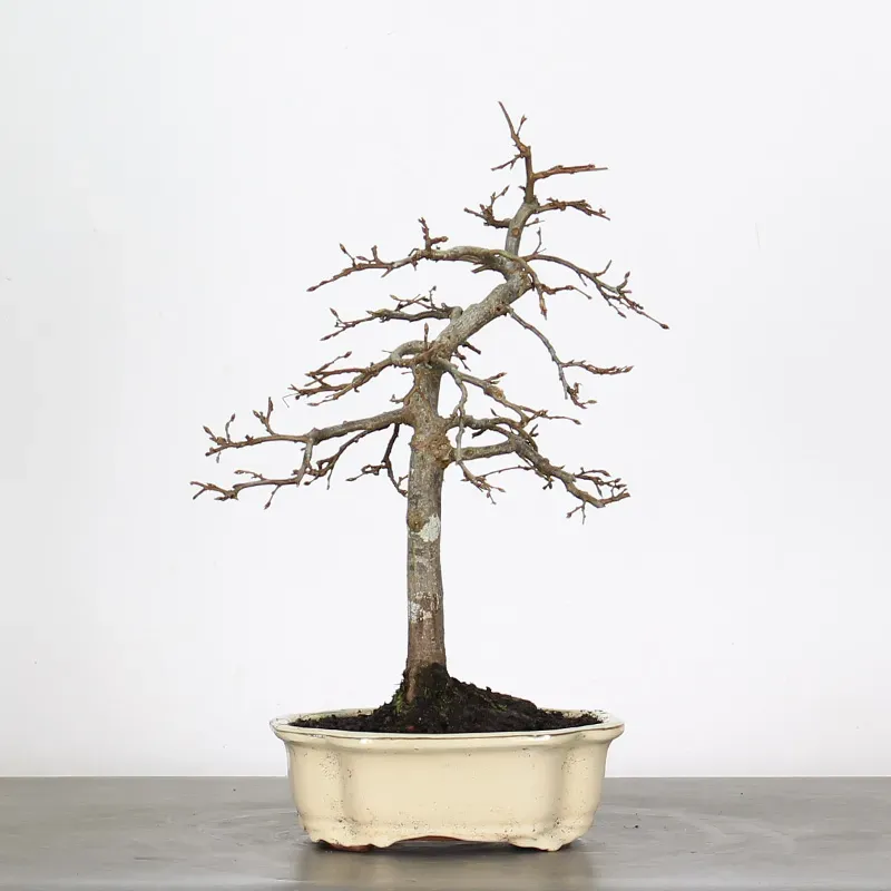 image supplémentaire - CHARME "Carpinus" 2-5