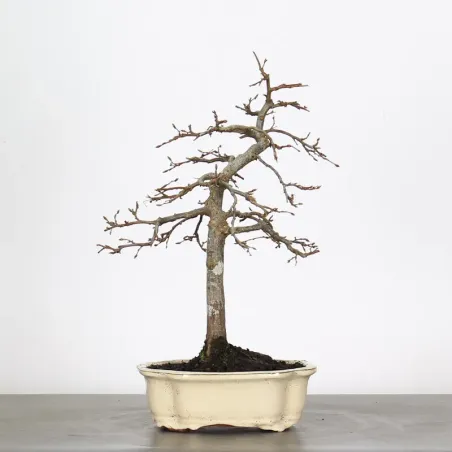 image supplémentaire - HORNBEAM "CARPINUS" 2-5