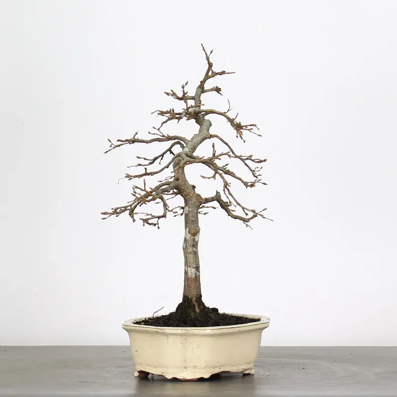 Bonsai Charmes CH-2-5