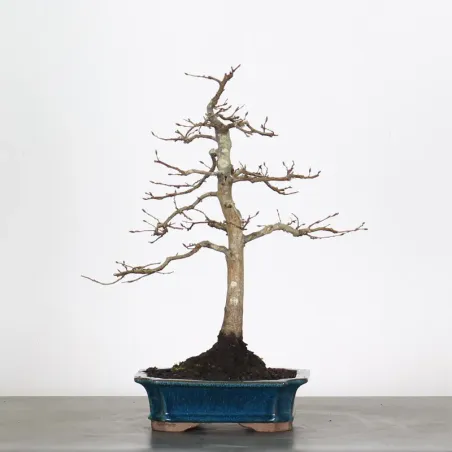 Bonsai Charmes CH-2-6